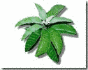 Sambong (Blumea balsamifera L. DC)
