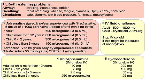 Anaphylactic Shock algorithm 2