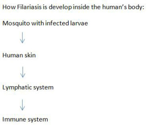 Transmission-of-Filariasis