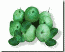 Guava (Psidium guajava L.)
