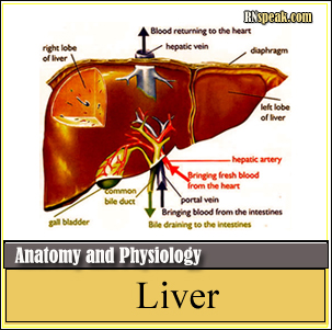 Anatomy and Physiology of the Liver