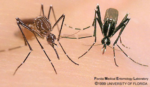 mosquito-zika-virus