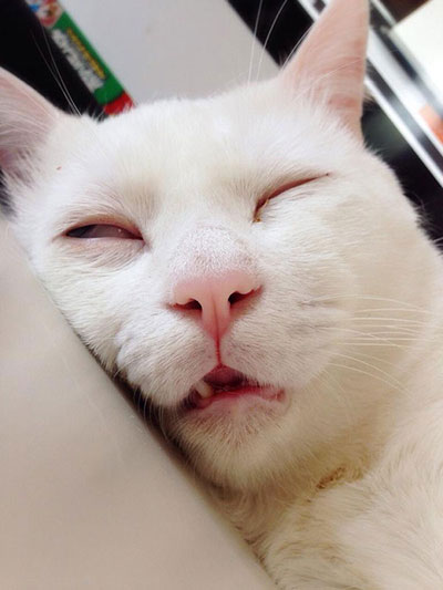 catb-sleep