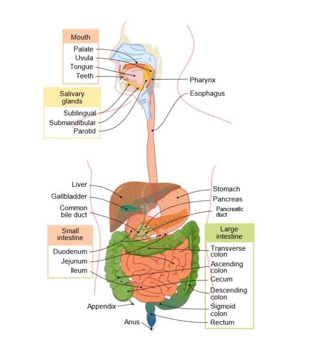 Gastrointestinal System : Anatomy And Physiology