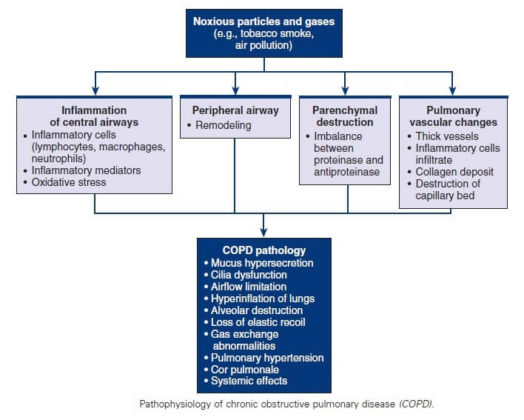 Chronic Obstructive Pulmonary Disease Nursing Management