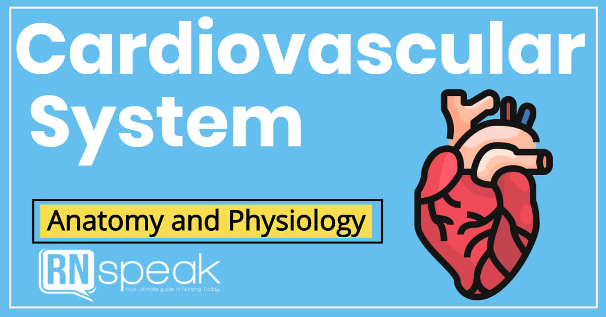 cardivascularsystem