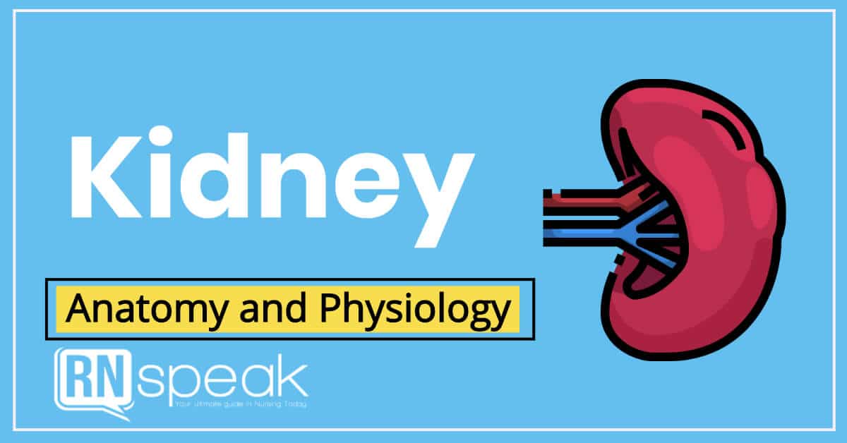 kidney anatomy and physiology