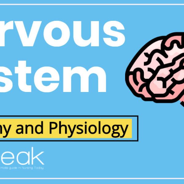 nervous system anatomy and physiology