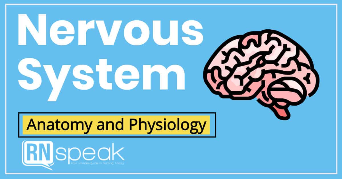 nervous system anatomy and physiology