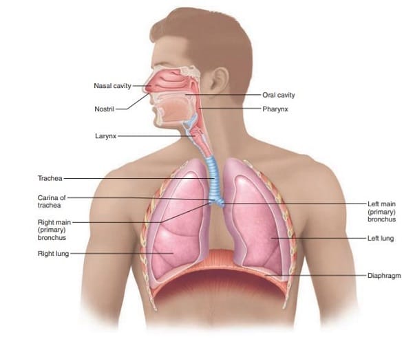 respiratory system picture