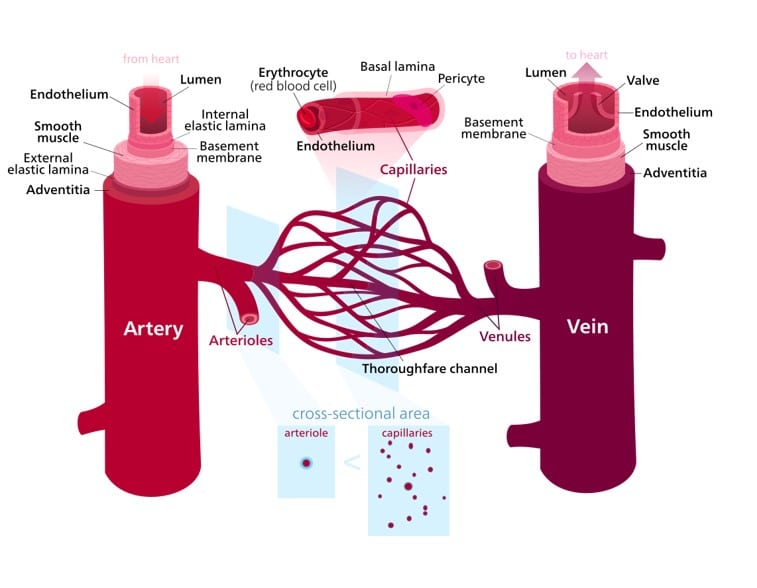 arteries, veins, and capillaries anatomy