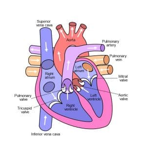 Cardiovascular System - Anatomy And Physiology