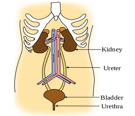 urinary system main part